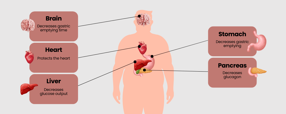 the effects of Mounjaro on the body