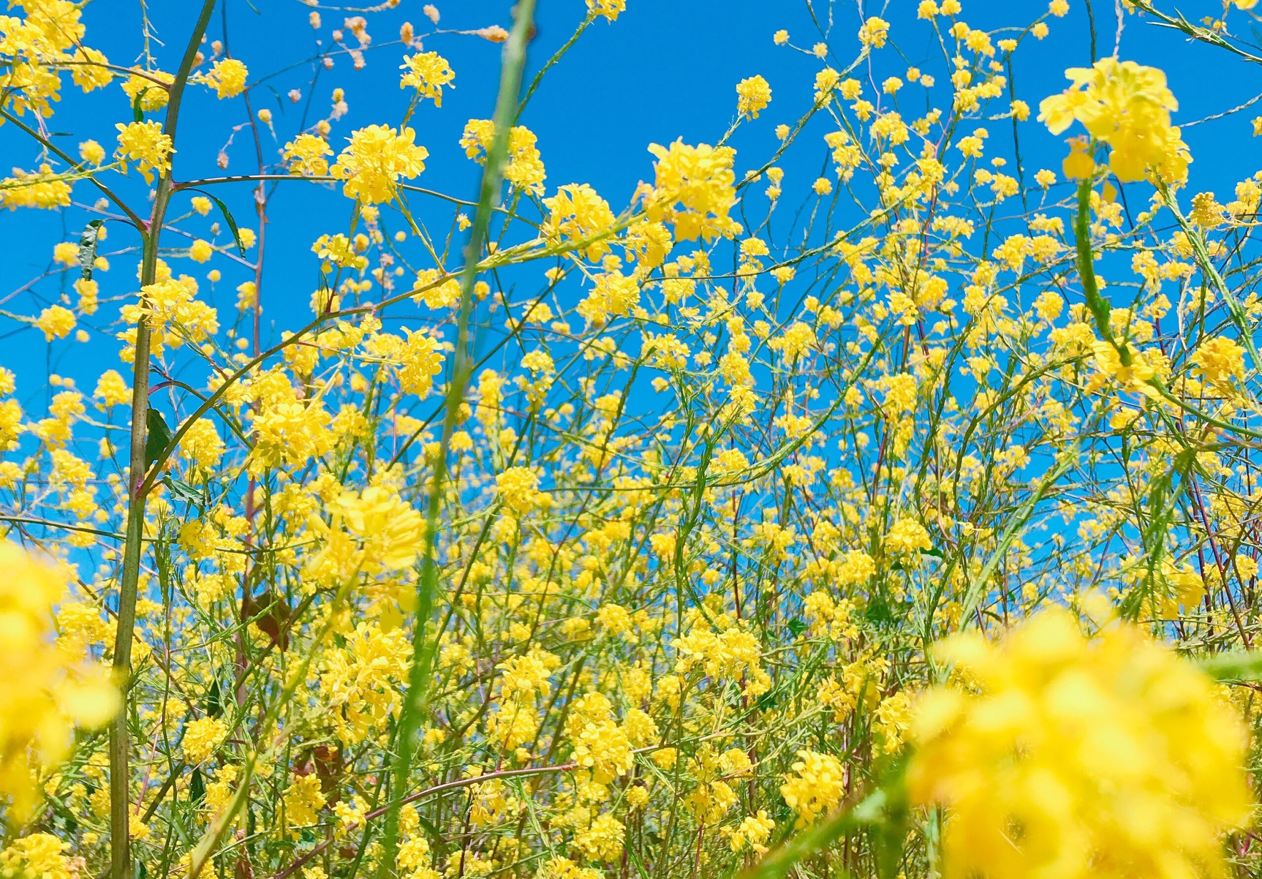 pollen pic