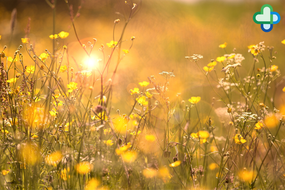 high pollen field