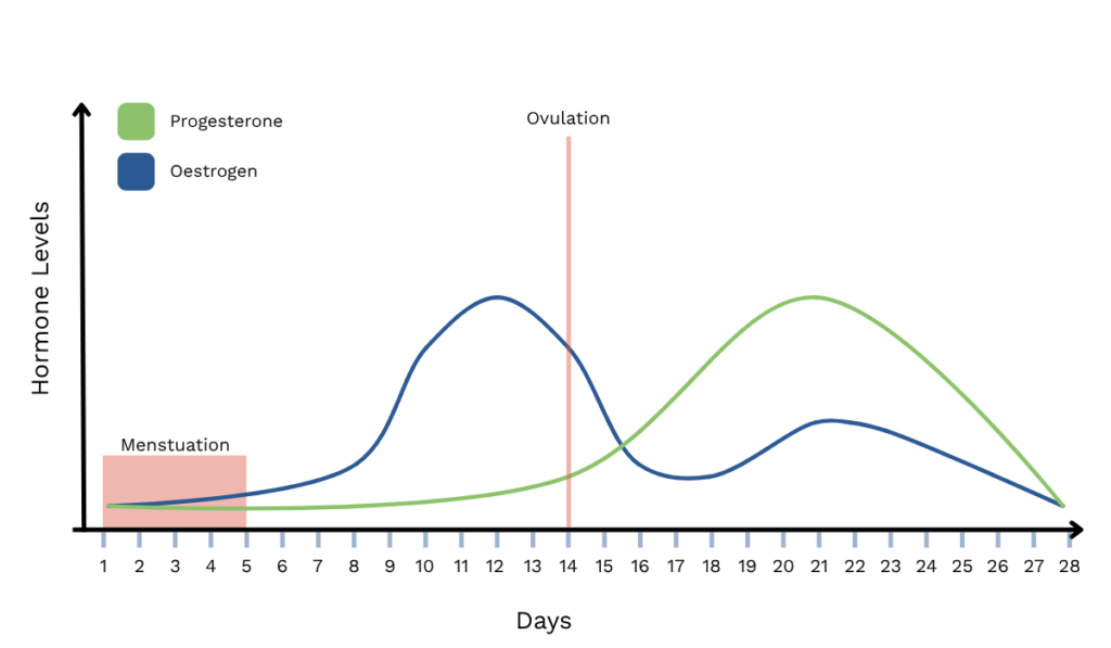 the hormones in menstruation cycle